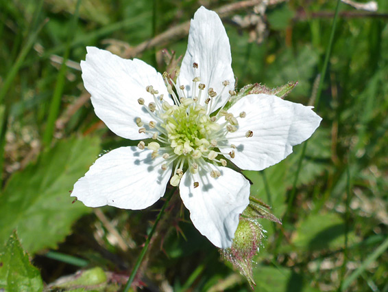 Rubus caesius (dewberry), Cheddar Gorge, Somerset