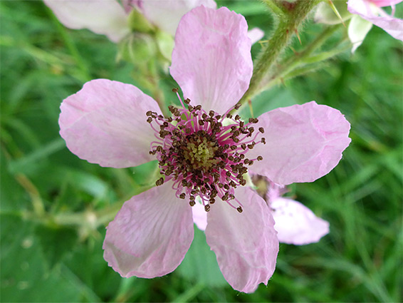 Bramble (rubus fruticosus), Cwm Cadlan, Powys