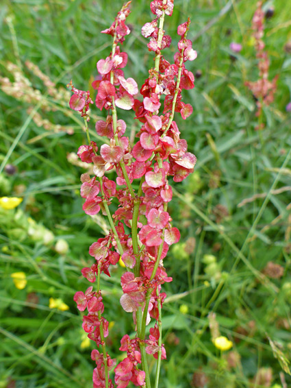 Rumex acetosa (common sorrel), Brockwells Meadows, Monmouthshire