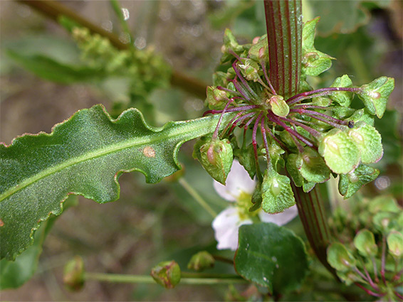 Clustered dock (rumex conglomeratus), Pilning, South Gloucestershire