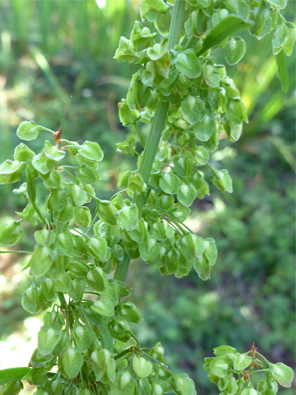 Curly dock (rumex crispus), Kenfig, Bridgend