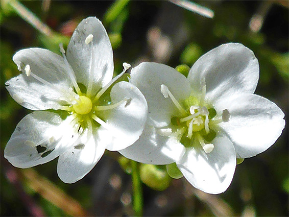 Knotted pearlwort (sagina nodosa), Kenfig National Nature Reserve, Bridgend