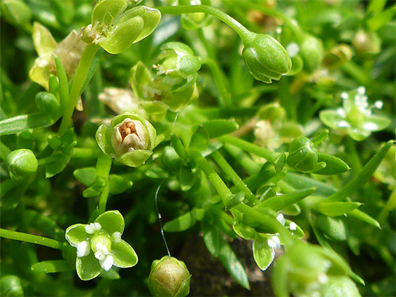 Sagina procumbens (procumbent pearlwort), Ibsley Common, New Forest, Hampshire