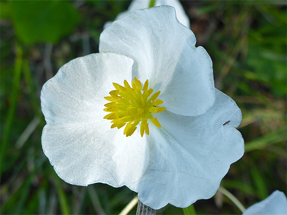 Sagittaria latifolia (duck-potato), Hatchet Pond, New Forest, Hampshire 