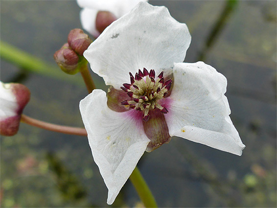 Arrowhead (sagittaria sagittifolia), Burtle Moor, Somerset