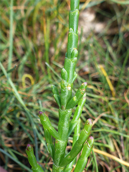 Common glasswort (salicornia europaea), Walborough Nature Reserve, Somerset
