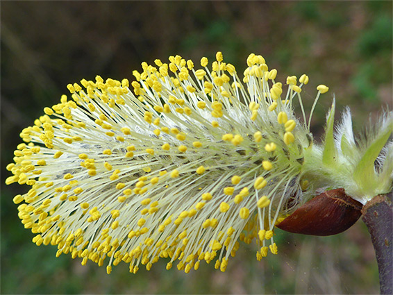 Goat willow (salix caprea), Stoke Gifford, Bristol