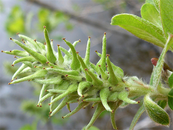 Grey willow (salix cinerea), Bodenham Lake, Herefordshire