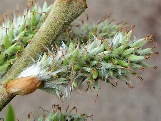 Salix viminalis (osier willow), Bodenham Lake, Herefordshire