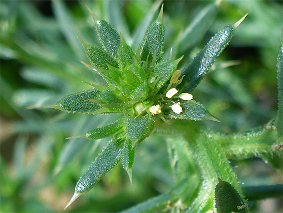 Salsola kali (prickly saltwort), Berrow Dunes, Somerset