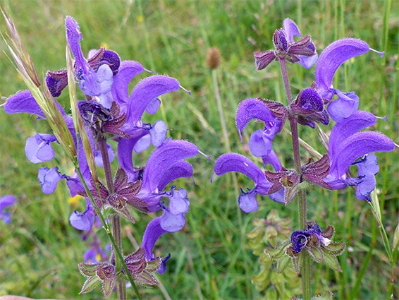 Salvia pratensis (meadow clary), Stuart Fawkes Nature Reserve, Gloucestershire