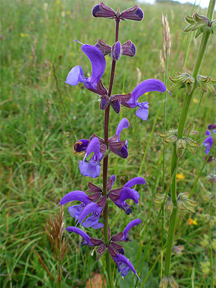 Purple flowers of meadow clary, salvia pratensis
