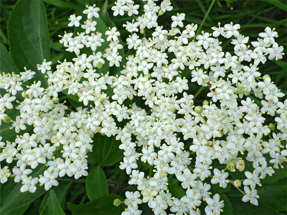 Sambucus nigra (elder), Stoke Gifford, Gloucestershire