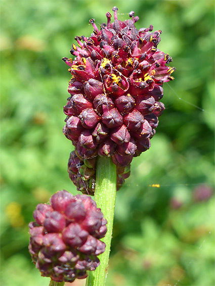 Great burnet (sanguisorba officinalis), Sturts North Nature Reserve, Herefordshire