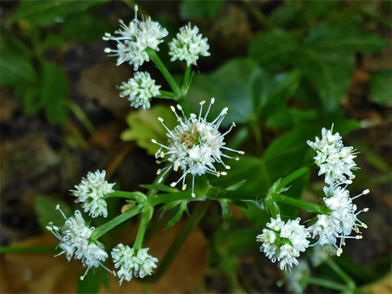 Sanicle (sanicula europaea), Weston Big Wood Nature Reserve, Somerset