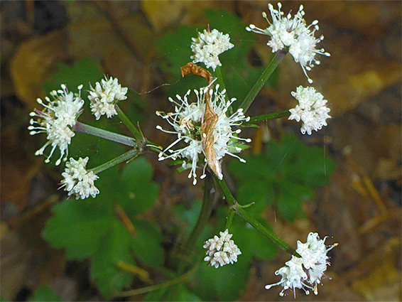 Open inflorescence