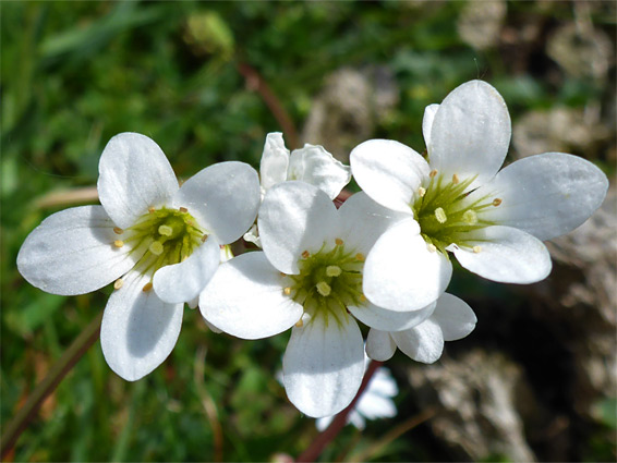 Saxifraga granulata (meadow saxifrage), Pewsey Downs, Wiltshire