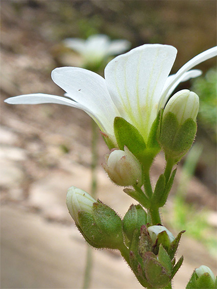 Flower and buds