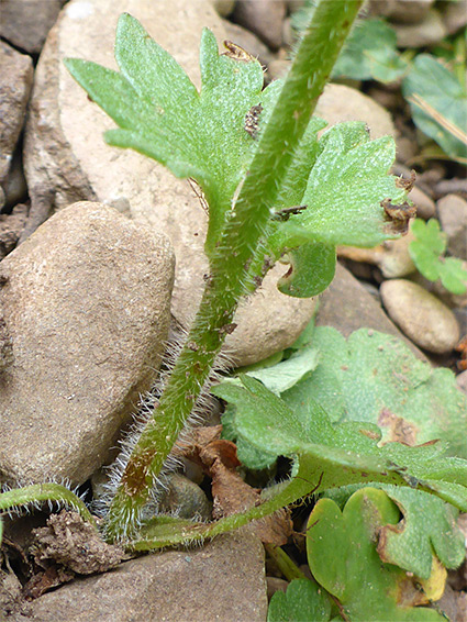 Base of a stem