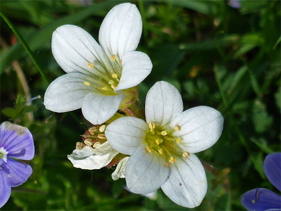 Two flowers