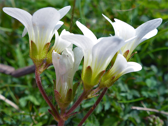 Flower cluster