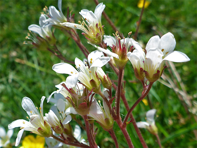 Cluster of flowers