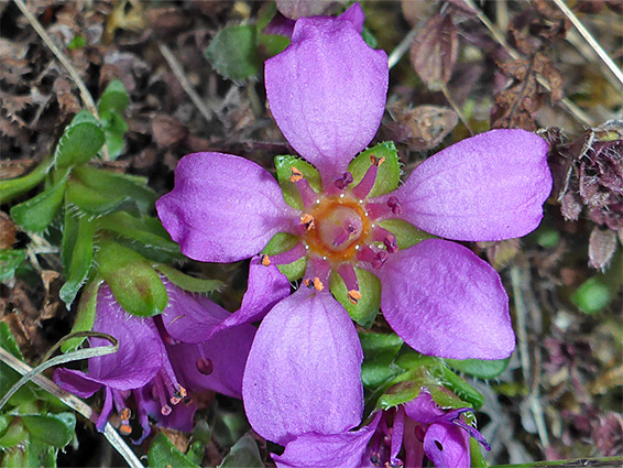 Purple saxifrage (saxifraga oppositifolia), Craig Cerrig-gleisiad, Brecon Beacons, Powys