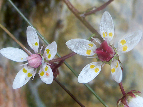 Saxifraga stellaris (starry saxifrage), Mt Snowdon, Gwynedd