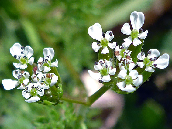 Scandix pecten-veneris (shepherd's-needle), Fivehead Arable Fields, Somerset