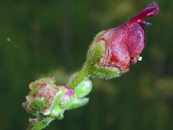 Scrophularia auriculata (water figwort), Cwm Cadlan, Powys