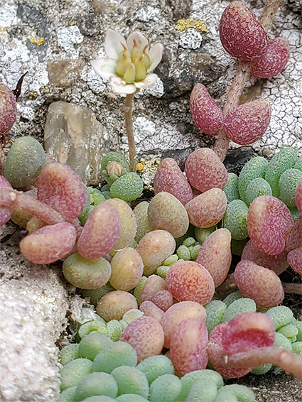 Thick-leaved stonecrop (sedum dasyphyllum), Conwy Castle, Conwy