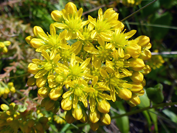 Sedum forsterianum (rock stonecrop), Lancaut, Gloucestershire