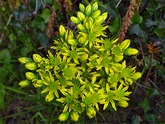 Sedum reflexum (reflexed stonecrop), Talley, Carmarthenshire