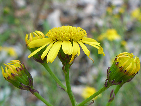 Senecio inaequidens (narrow-leaved ragwort), Long Ashton, Bristol