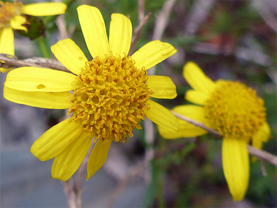 Domed flower centre