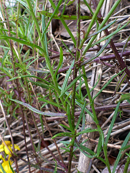 Narrow, linear leaves