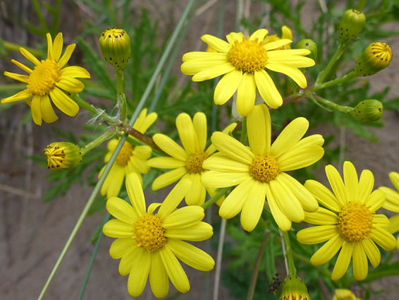 Senecio squalidus (oxford ragwort), Oxwich Burrows, Swansea