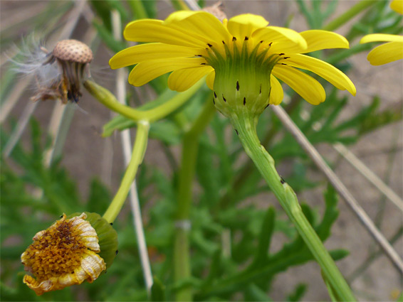 Black-tipped phyllaries