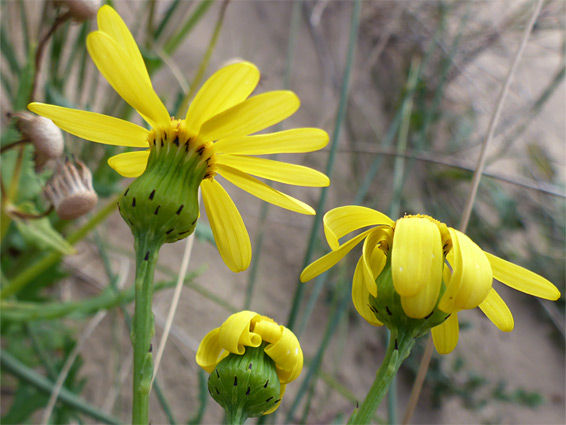 Three flowerheads