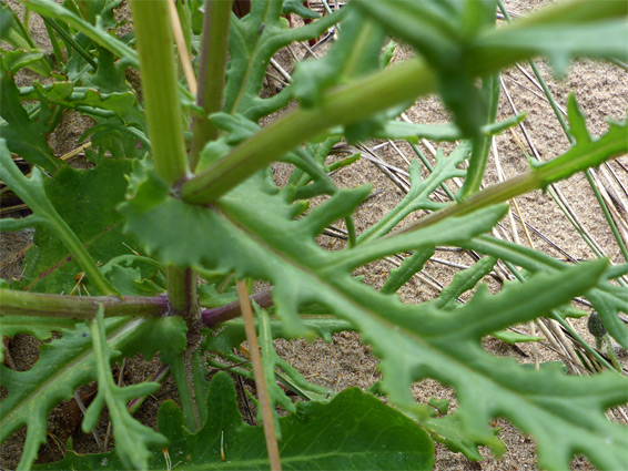 Lobed leaves