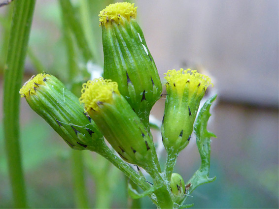 Senecio vulgaris (common groundsel), New Grove Meadows, Monmouthshire