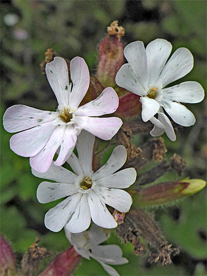 White flowers
