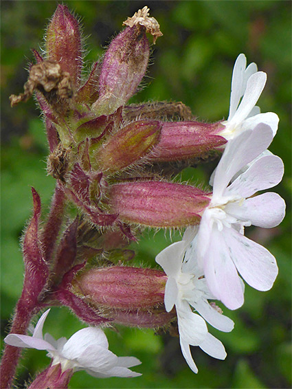 Calyces and corollas
