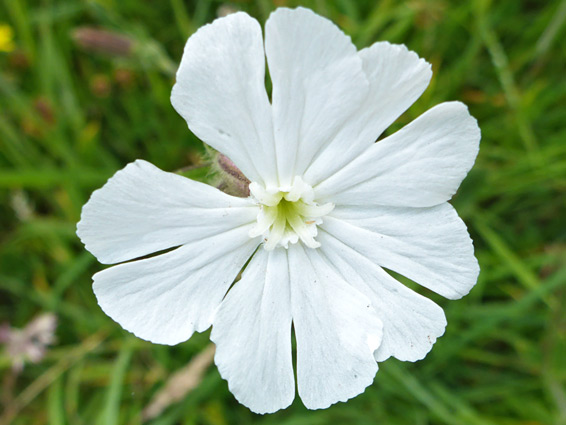 White campion (silene latifolia), Barrow Wake, Gloucestershire
