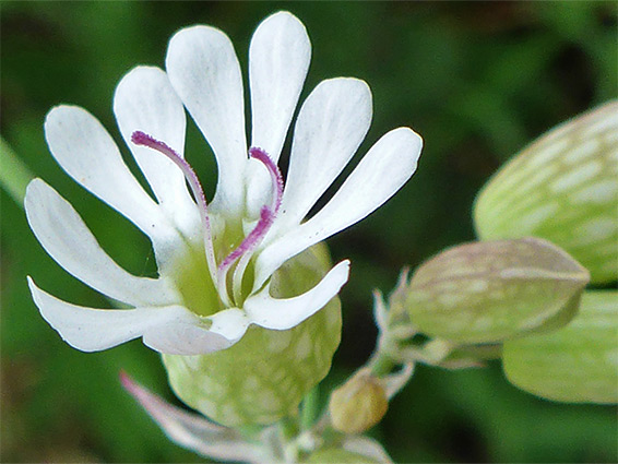 Lobed petals of silene vulgaris (bladder campion), Daneway Banks, Gloucestershire