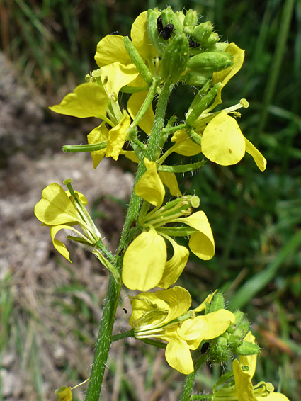 Sinapis arvensis (charlock mustard), Pewsey Downs, Wiltshire