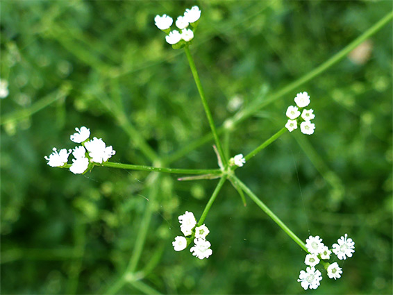 Sison amomum (stone parsley), Newport Wetlands, Newport