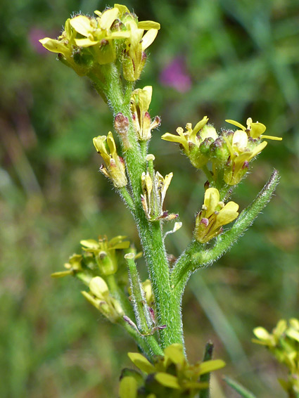 Shortpod mustard (sisymbrium officinale), Sand Point, Somerset