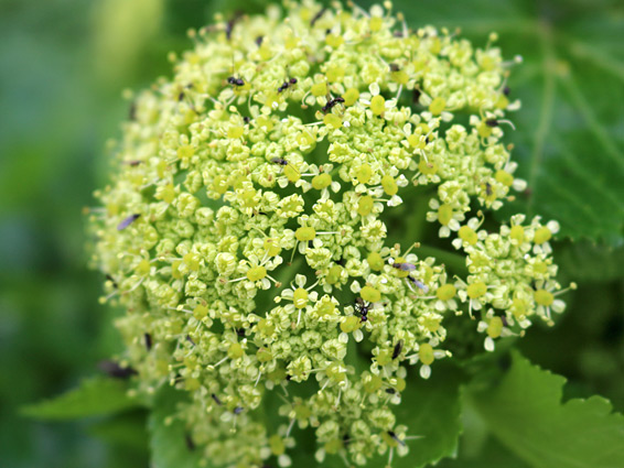 Alexanders (smyrnium olusatrum), Ladram Bay, Devon