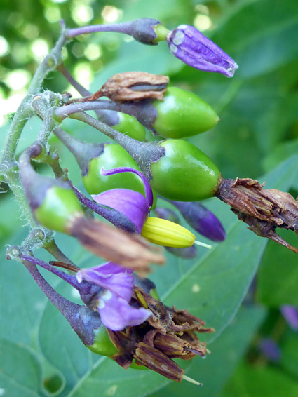 Flowers and fruits